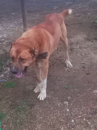 itlə barter: Peyvəndli — 2