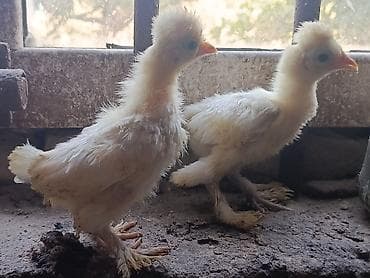 Toyuq, Damazlıq, Ünvandan götürmə
