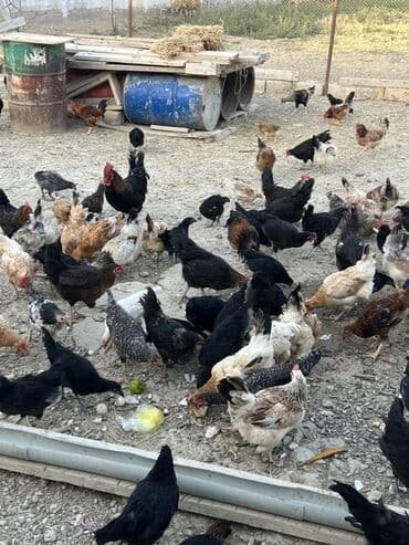cücə və xoruz: Toyuq, Australorp, Brama, Damazlıq, Ünvandan götürmə — 31