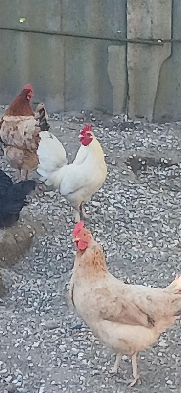 ağ kəklik: Toyuq, Damazlıq — 1