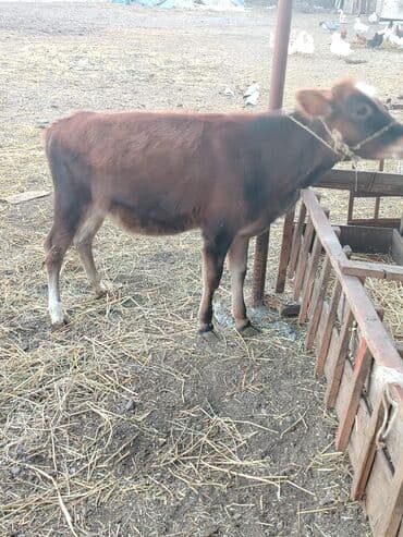 Qazlar: Satılır: Qaramal – dişi buzov - Cins tipi: qəhvəyi rəngli, alnında ağ — 3