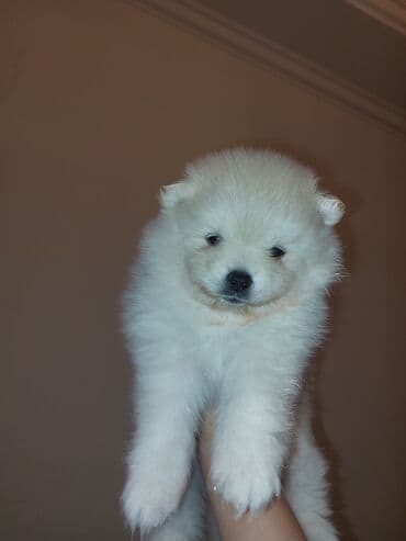 avcarka itler: Şpitz, 1 ay — 1