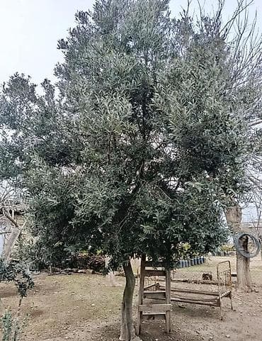 yolka agaci satisi: Zeytun ağacı satılır - Növ: Zeytun (dəmirə bənzər qalın gövdəli — 1