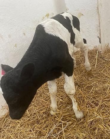 akula sekilleri: Holşteyn cinsli buzovlar - Cins: Holşteyn (qara-ağ rəngli, qulaq — 6