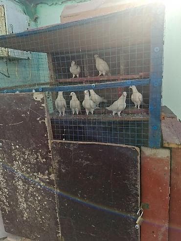 göyərçin satışı: Tergidirem isle elaqeder hamsi cutdur uçuslu heyvanlardi baxan bilecey — 2