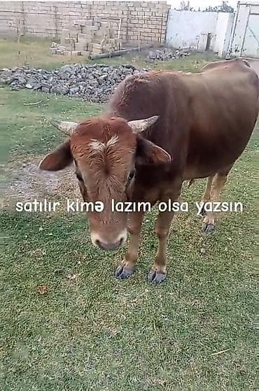 toyuq satilir: Satılır – yerli cins buğa - Rəng: tünd qəhvəyi, alnında7 açıq işarə - — 2