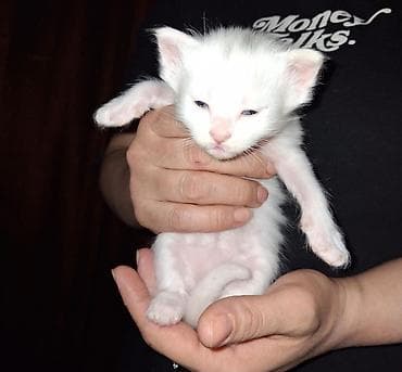 pişik satisi 2019: Ağ rəngli balaca pişik balası - Tam ağ, yumşaq tüklü balaca pişik - — 2