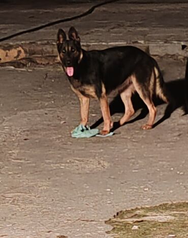 Alman çoban iti, 2 il, Dişi