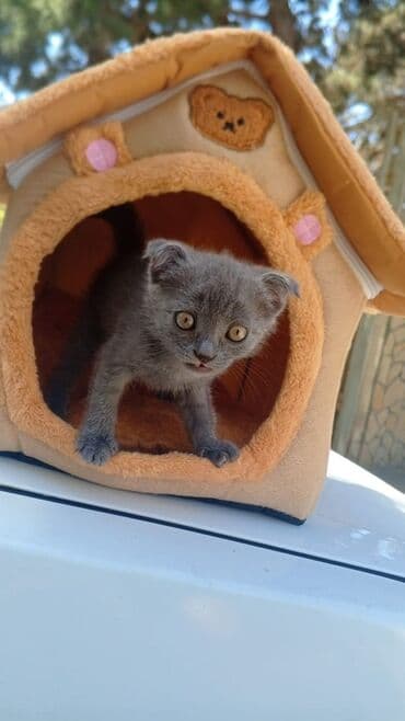 вислоухие коты серые: Шотландская, Самец — 1