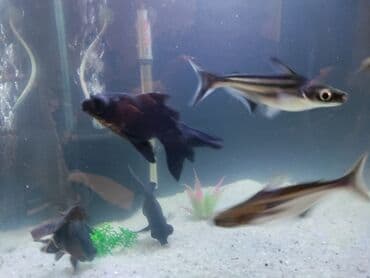 nemo baliq: Akula balığı, Sülhsevər — 1