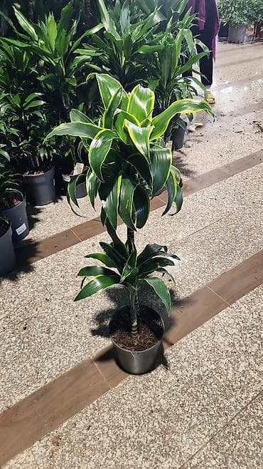 isti doseme: Drasena fragrans (Corn Plant) – otaq bitkisi, qara plastik dibçəkdə — 3