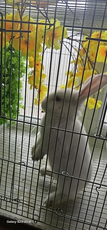 qoyun satisi: 3 aylığ dişi karlik satılır qiyməti 20 m artığ yetişkindi balalamağa — 1