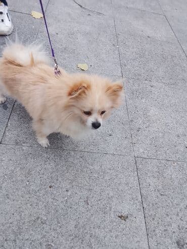 Brilliance: Şpitz — 1