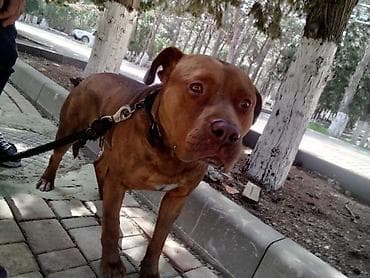 avcarka itləri: 𝘈𝘺𝘢𝘲𝘭𝘢 𝘮𝘰̈𝘩𝘬ə𝘮 𝘴𝘪𝘮𝘦𝘵𝘪𝘥𝘪𝘬𝘥𝘪𝘳. 𝘪𝘵𝘪𝘯 𝘩𝘦𝘤̧ 𝘣𝘪𝘳 𝘬𝘢 𝘱𝘳𝘪𝘻𝘪 𝘰𝘭𝘢 𝘣𝘪𝘭𝘮ə𝘻 — 7