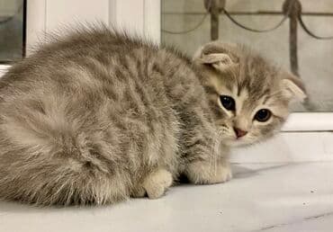 heyvan barınağı: Şotland yastı qulaq, Ünvandan götürmə, Pulsuz çatdırılma, Ödənişli çatdırılma — 2