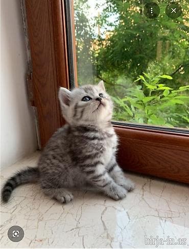 Heyvanlar üçün mallar: Britan — 1