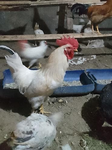 Məhsul: Ev təsərrüfatı üçün xoruzlar Təsvir: - Fərqli rəng və