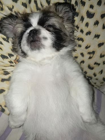 Akvariumlar: Pekines — 1