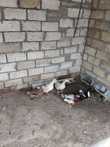 cücə və xoruz təmsil: Satlıq ördəklər – qarışıq cinslər - Təsvir: Şəkildə bir neçə baş — 1