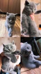 tuklu pişiklər: Şotland, Erkək — 1