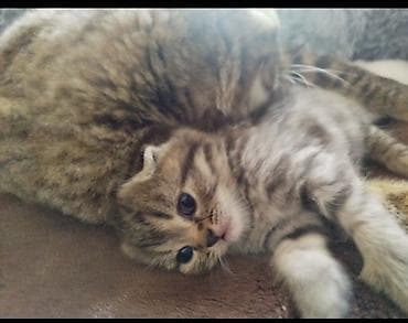 heyvan oyuncaqlari: Şotland, Ödənişli çatdırılma — 4