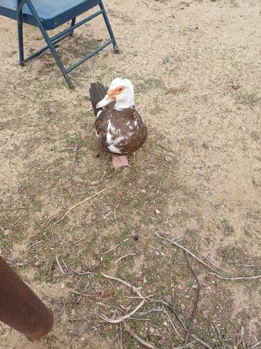 lal ordəklər: Erkək, | Lal ördək, Damazlıq, Ünvandan götürmə — 3