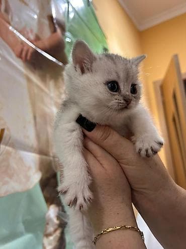 Pişiklər: Britan — 4