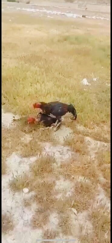 2 ayliq cuceler: Xoruz, il: 2, Ünvandan götürmə — 6