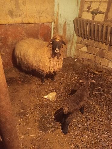 Keçilər, çəpişlər: HEYVANLAR TƏCİLİ SATILIR ANA BALA QOYUN TƏK QUZULAR BİRİ ERKEK BİRİ — 1