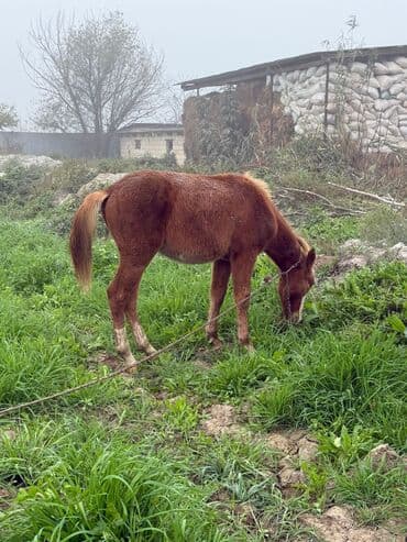 göyərçin satışı: Erkək, il: <1 — 5