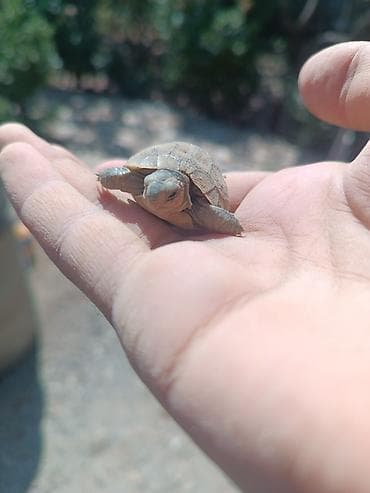 Птицы: Salam tısbağa balası satılır bu sentyabr ayında çıxıb.Son 1 ədəd — 1
