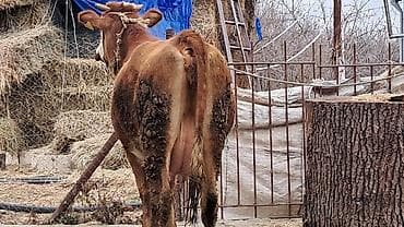 simental inekler satilir: Dişi, Simental, il: 3, 450 kq — 3