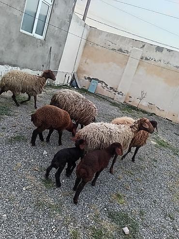 Dişi, Qala, il: 1, 50 kq, Damazlıq, Ünvandan götürmə