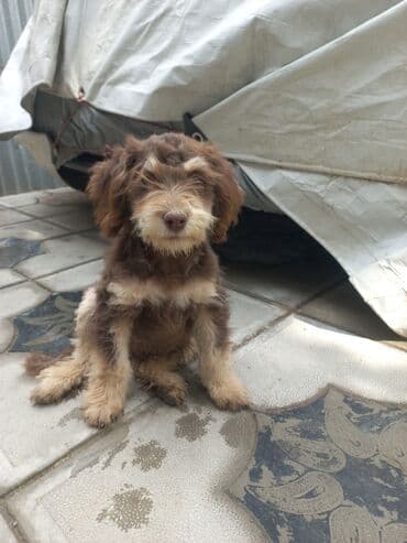 cau cau iti satilir: 3 ay, Erkek, Ünvandan götürmə — 1