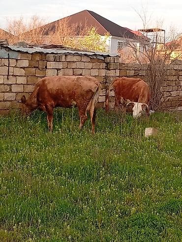 alabay dişi: Salam aleykum qirmizi martin 16 si ci balaya suni mayalanma olunub — 8