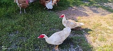 itlerin satışı: Ikubator deyil Allah haminin malina bereket versin LalOrdey balalari — 5