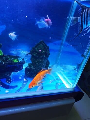 100 l akvarium: Şüşə akvarium70litr komplekti – dekorativ balıqlar və aksesuarlarla • — 7