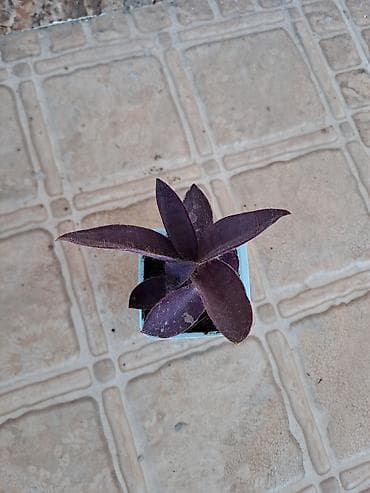 dekor soba: Bənövşəyi Tradescantia (Tradescantia pallida – Purple Heart) şitili - — 2
