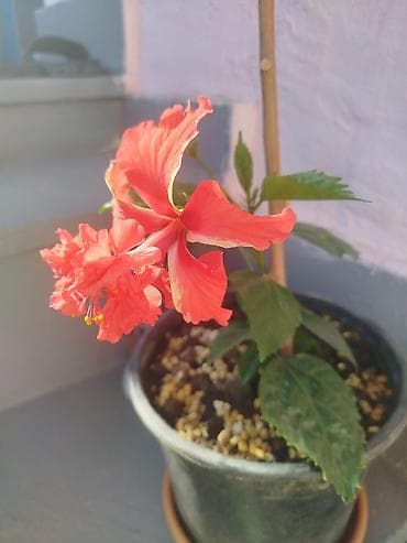 şanagullə bitkisi: Qızılqırmızı Hibiskus (Çin qızılgülü) – satsıda canlı bitki - Növ — 2
