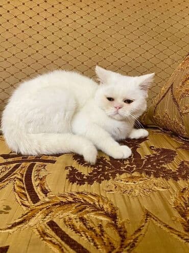 pişik blender: Ekzot, Erkək — 2