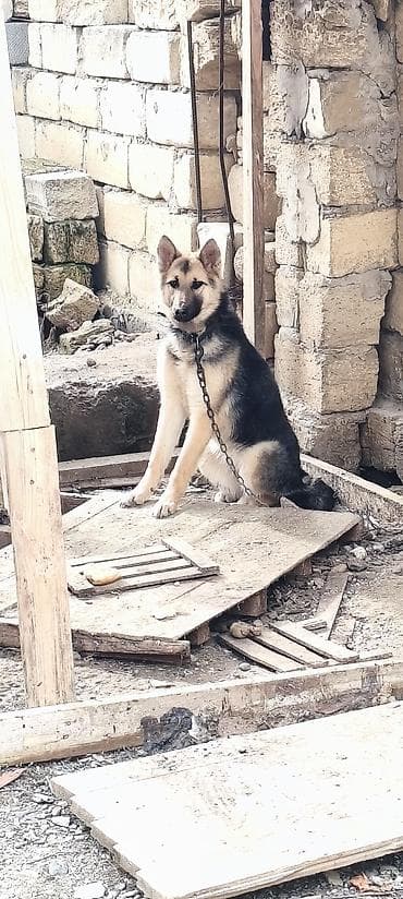 Птицы: 8 месяцев, Самка, Самовывоз — 3