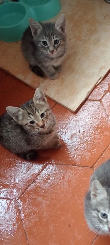 взять бесплатно котёнка: Британская, В добрые руки — 7