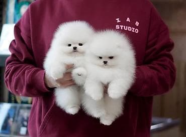 Pekines, 1 ay, Sənədli lalafo.az -da Pekines, 1 ay, Sənədli