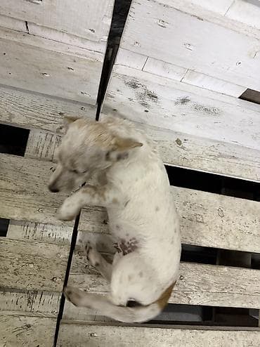 Digər heyvanlar: Cek rassel teryer, 3 ay, Erkek — 5