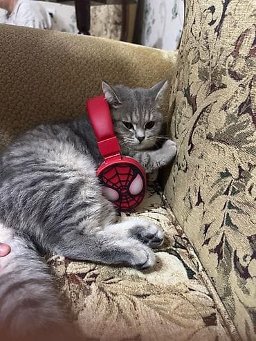 Britan, Dişi, Yaxşı əllərə, Ödənişli çatdırılma — 3