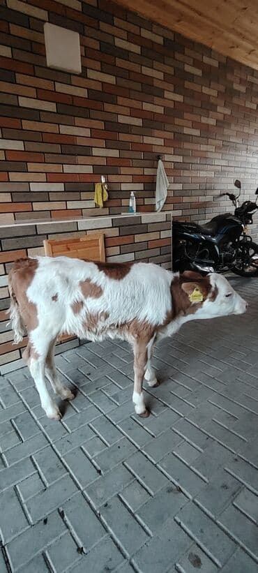 Temiz super damazlig simental dana 1 aylig zeng catmasa wapcatda zeng lalafo.az -da Temiz super damazlig simental dana 1 aylig zeng catmasa wapcatda zeng