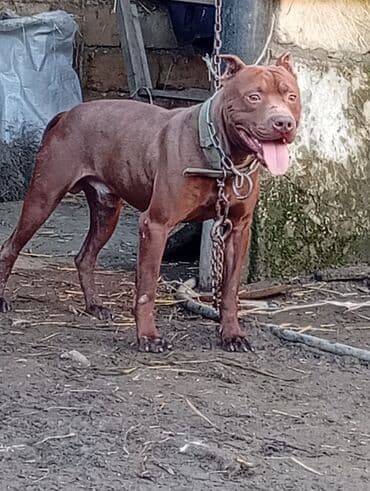 Pitbul, 1 il, Erkek, Ünvandan götürmə lalafo.az -da Pitbul, 1 il, Erkek, Ünvandan götürmə