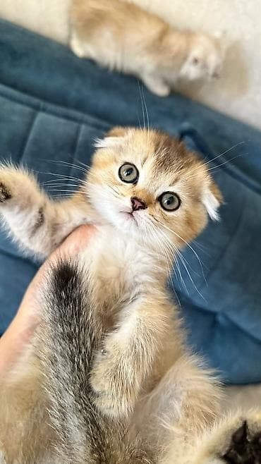 şotlan: Şotland yastı qulaq — 1