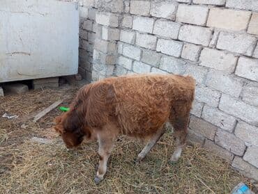 Gəmiricilər: Satlıq buzov - Növ: iri buynuzlu heyvan, buzov - Rəng: açıq-qonur — 3