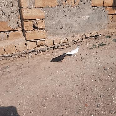 goyərcin barter: Xam tutulub zil qaradi gotunun usdunde aği var — 3